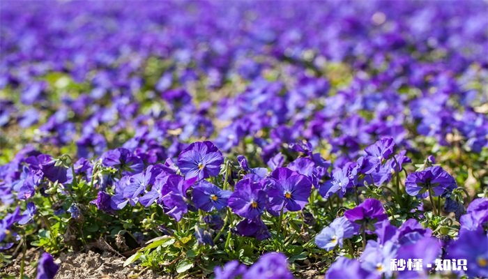 紫罗兰的养殖方法和注意事项 紫罗兰的种植方法和注意事项