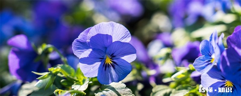紫罗兰的养殖方法和注意事项 紫罗兰的种植方法和注意事项