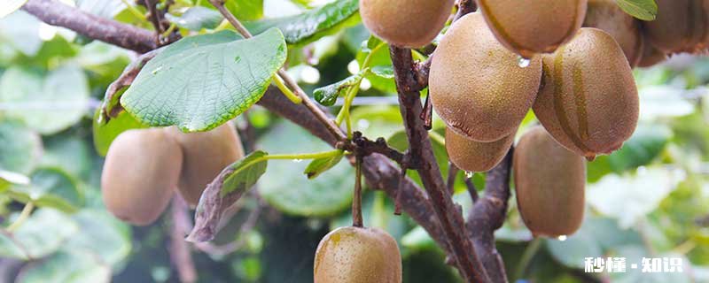猕猴桃怎么修剪 猕猴桃的修剪方法