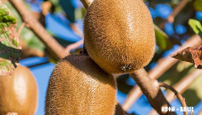 猕猴桃怎么修剪 猕猴桃的修剪方法