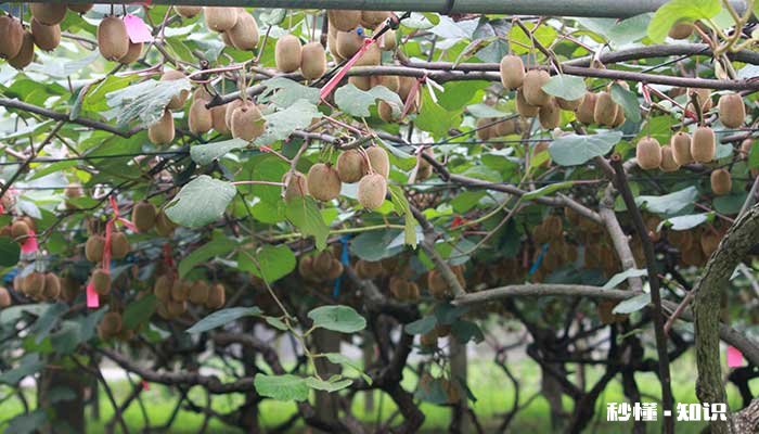 猕猴桃怎么修剪 猕猴桃的修剪方法