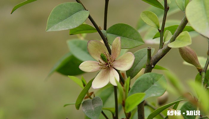 含笑花的养殖方法和注意事项 含笑花的养殖方法