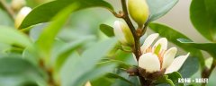 含笑花的养殖方法和注意事项 含笑花的养殖方法