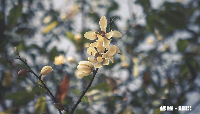 含笑花的养殖方法和注意事项 含笑花的养殖方法