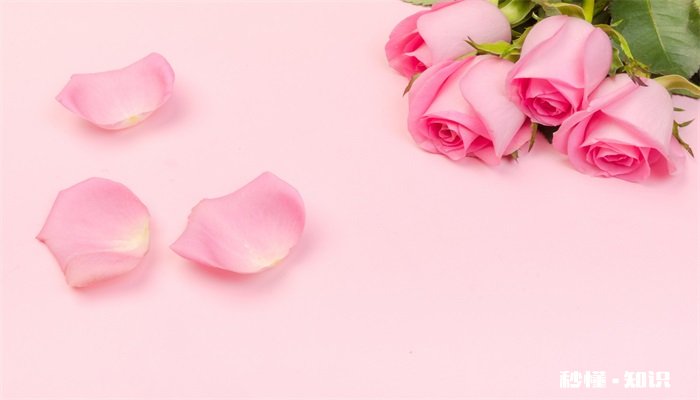 粉色玫瑰的花语是什么 粉玫瑰的花语