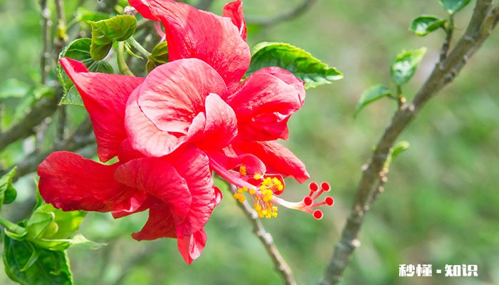 桑叶牡丹的养殖方法和注意事项 桑叶牡丹的养殖方法