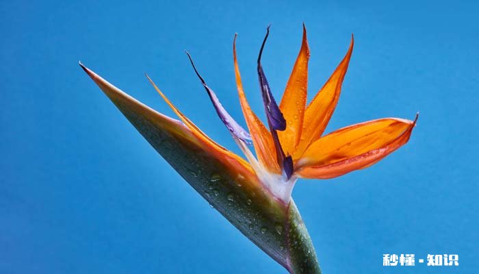 天堂鸟怎么修剪 天堂鸟的修剪方法