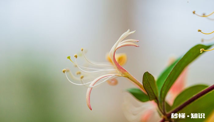 金银花怎么修剪 金银花的修剪方法