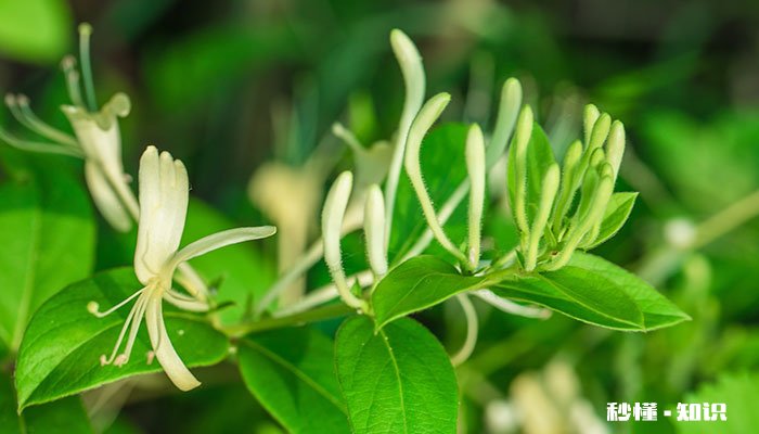 金银花怎么修剪 金银花的修剪方法