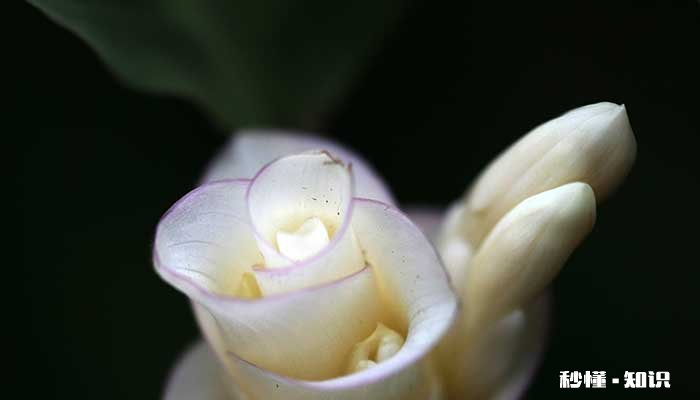 孔雀竹芋的养殖方法和注意事项 孔雀竹芋的养殖方法