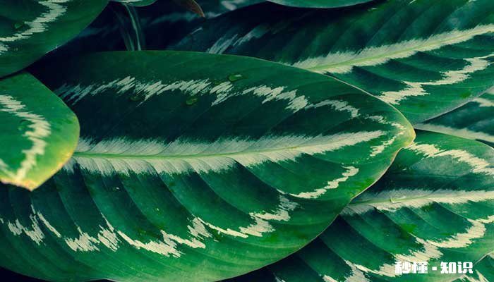 孔雀竹芋的养殖方法和注意事项 孔雀竹芋的养殖方法