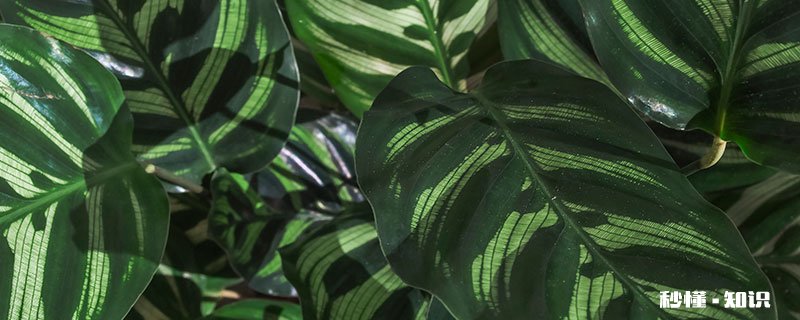 竹芋的养殖方法和注意事项 竹芋的养殖方法