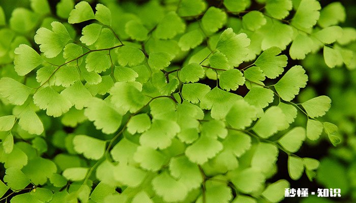 铁线蕨的养殖方法和注意事项 铁线蕨的养殖方法