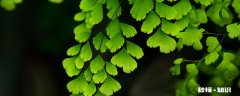 铁线蕨的养殖方法和注意事项 铁线蕨的养殖方法