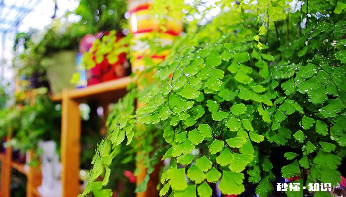 铁线蕨的养殖方法和注意事项 铁线蕨的养殖方法