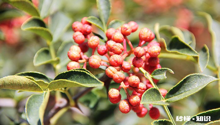 花椒树施什么肥最佳 花椒树施什么肥比较好