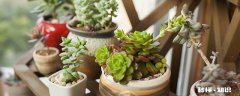 哪些多肉不能暴晒 不能暴晒哪些多肉
