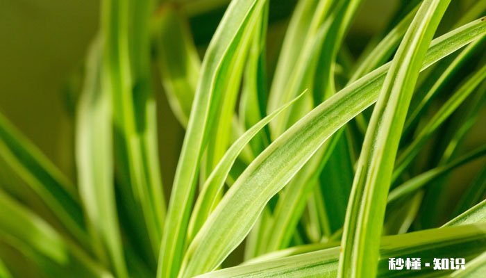 吊兰叶子尖发黄干枯什么原因 夏天吊兰叶子尖发黄干枯什么原因