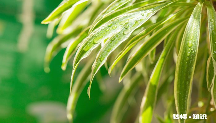 吊兰叶子尖发黄干枯什么原因 夏天吊兰叶子尖发黄干枯什么原因