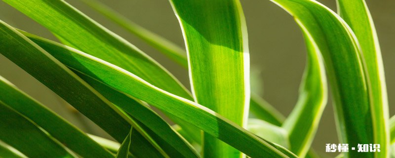 吊兰叶子尖发黄干枯什么原因 夏天吊兰叶子尖发黄干枯什么原因