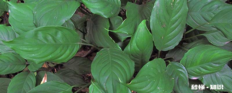 一叶兰的养殖方法和注意事项 一叶兰的养殖方法