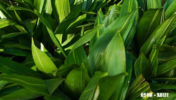 一叶兰的养殖方法和注意事项 一叶兰的养殖方法