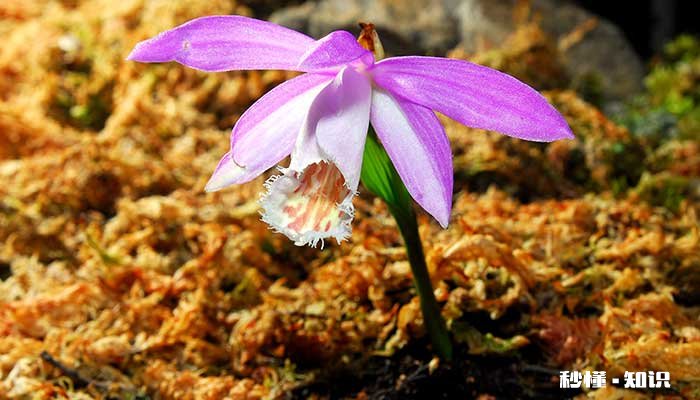 一叶兰的养殖方法和注意事项 一叶兰的养殖方法