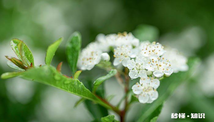 珍珠梅的养殖方法和注意事项 珍珠梅的养殖方法