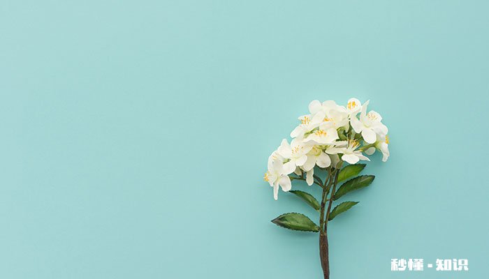 珍珠梅的养殖方法和注意事项 珍珠梅的养殖方法