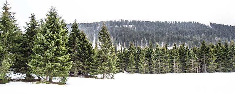 常青树有哪些 哪些是常青树