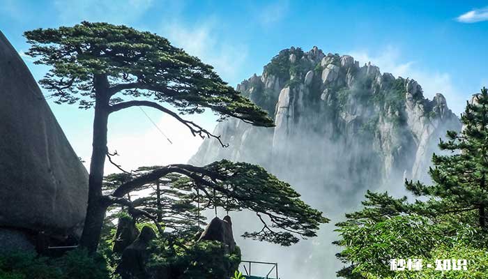 常青树有哪些 哪些是常青树