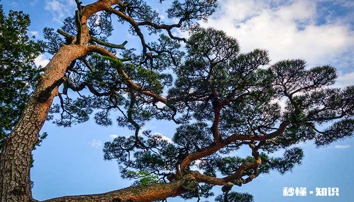 常青树有哪些 哪些是常青树