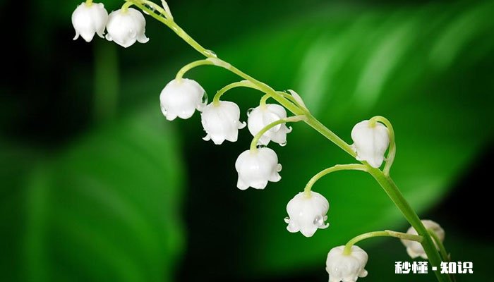 风铃草花语 风铃草的花语