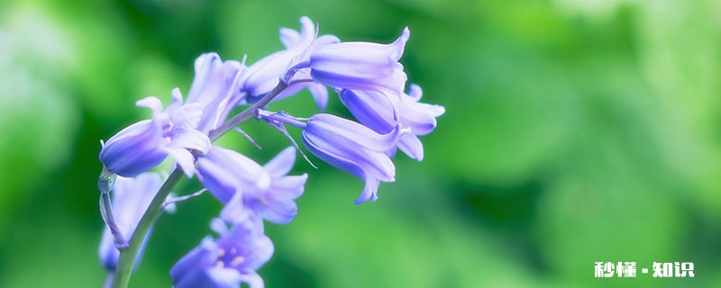 风铃草花语 风铃草的花语