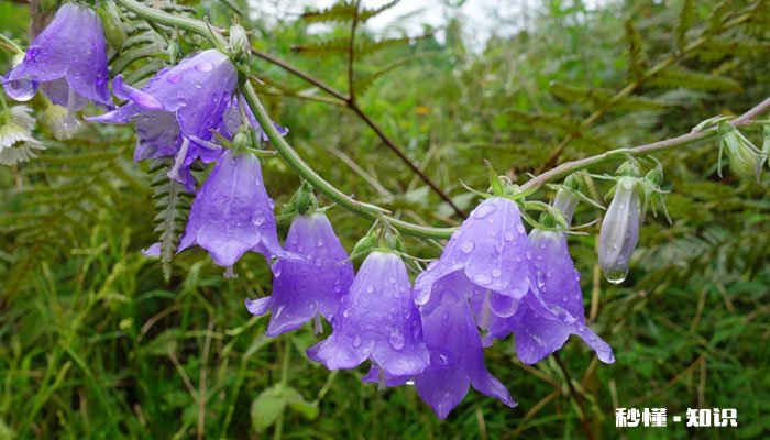 风铃草花语 风铃草的花语