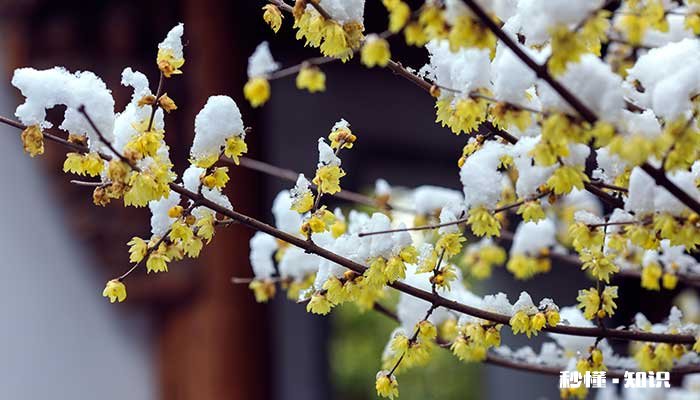腊梅花什么时候开 腊梅花的开花时间