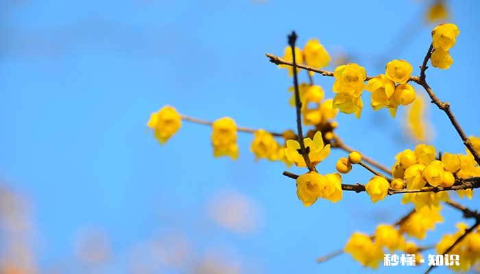 腊梅花什么时候开 腊梅花的开花时间