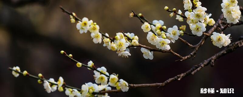 腊梅花什么时候开 腊梅花的开花时间