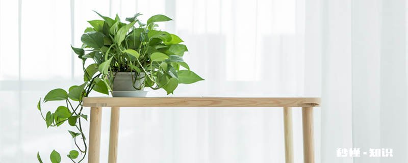 净化空气的室内植物 适合放室内的植物