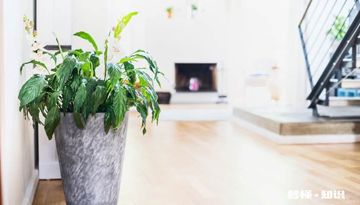 净化空气的室内植物 适合放室内的植物