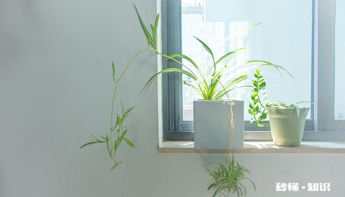 净化空气的室内植物 适合放室内的植物