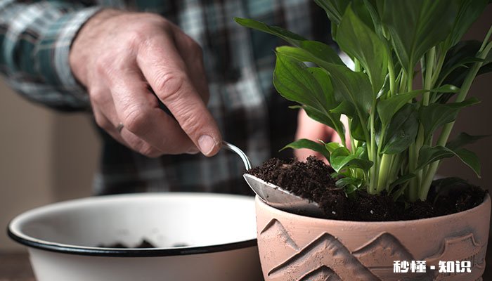 虎耳兰的养殖方法和注意事项 虎耳兰的养殖方法
