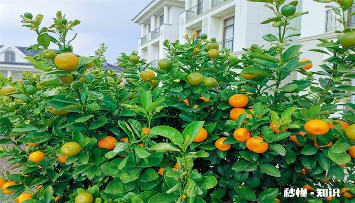 柑桔壮果肥什么时候施 柑橘什么时候施壮果肥