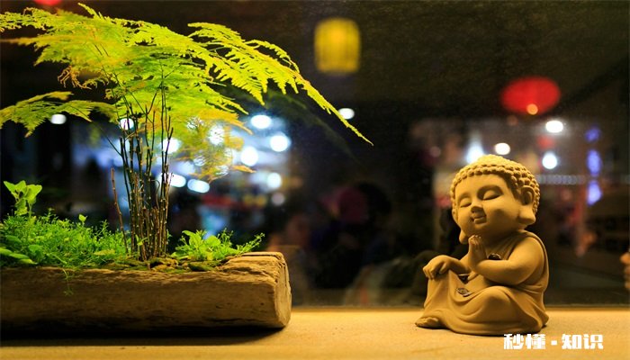 文竹施什么肥 文竹怎么施肥