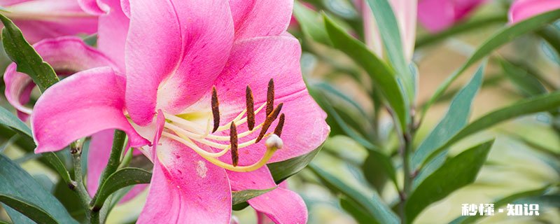 带香味的花有哪些 带香味的花