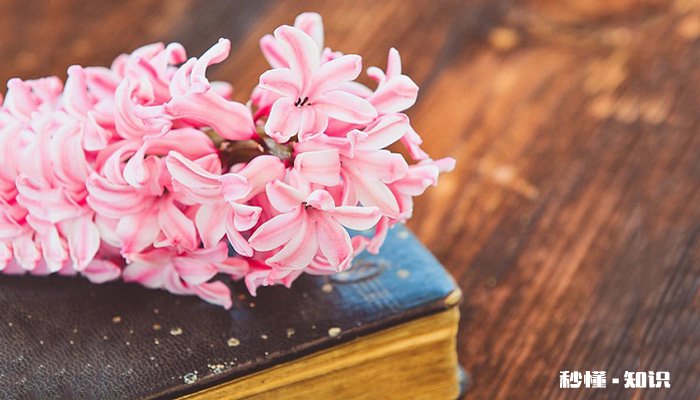 风信子的花语是什么 风信子的花语