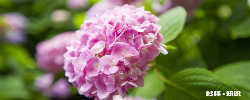 绣球花施什么肥 绣球花的施肥方法