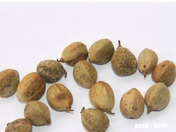 芦笋不能和什么一起吃 芦笋和什么食物相克