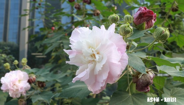芙蓉花的养殖方法和注意事项 芙蓉花的养殖方法和注意事项有哪些