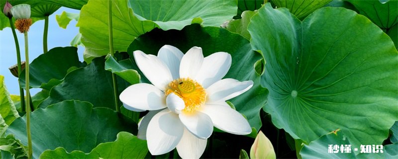 荷花什么时候开 荷花的开花时间